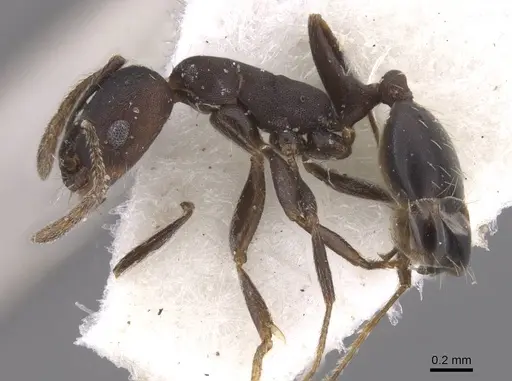 Monomorium mahyoubi specimen