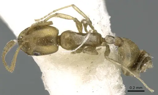 Monomorium majarishe specimen