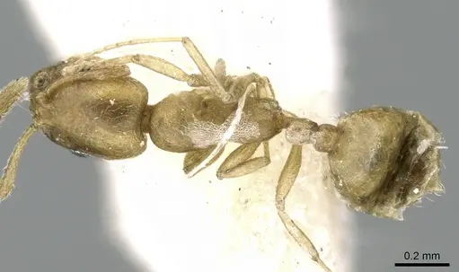 Monomorium majarishe specimen