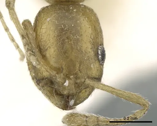 Monomorium majarishe specimen