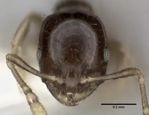 Monomorium malatu specimen