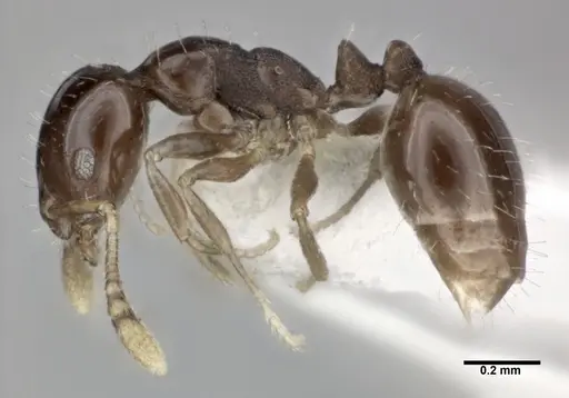 Monomorium malatu specimen