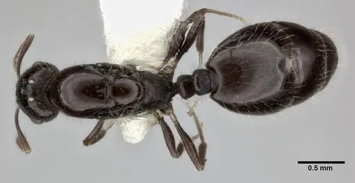 Monomorium malatu - CASENT0246077