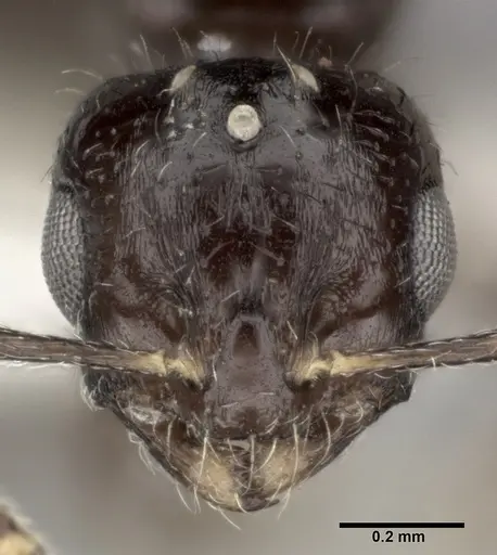 Monomorium malatu - CASENT0246077