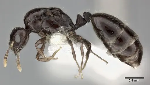 Monomorium malatu - CASENT0246077