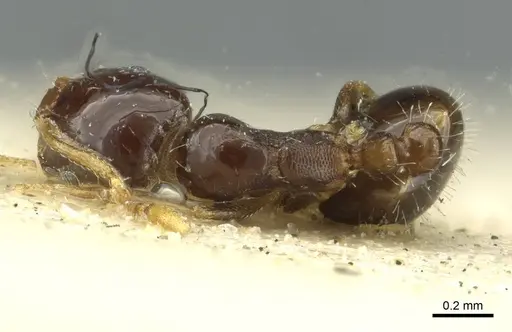 Monomorium malatu - RMCAENT000017770