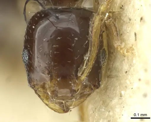 Monomorium malatu - RMCAENT000017770