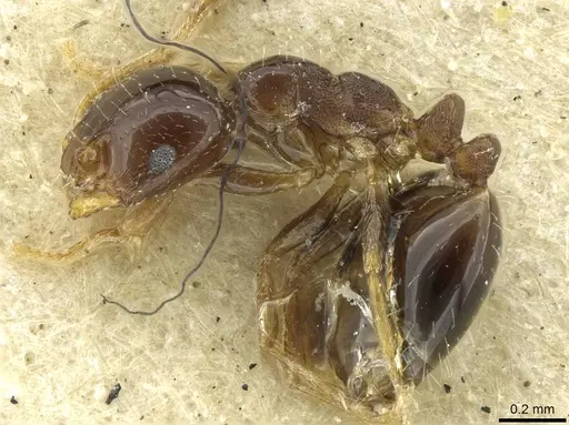 Monomorium malatu - RMCAENT000017770