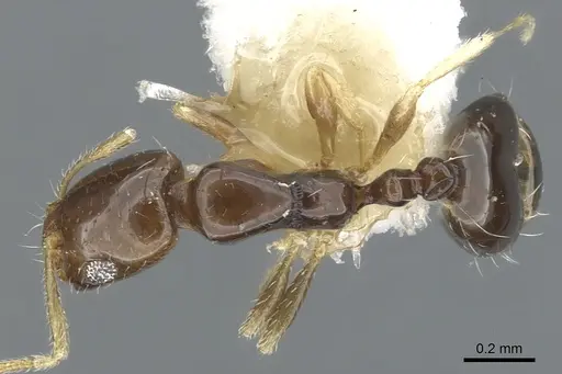 Monomorium manir specimen