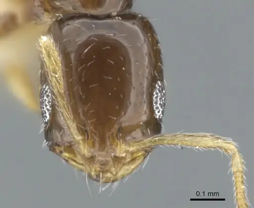 Monomorium manir specimen