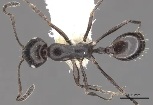 Monomorium mantazenum specimen