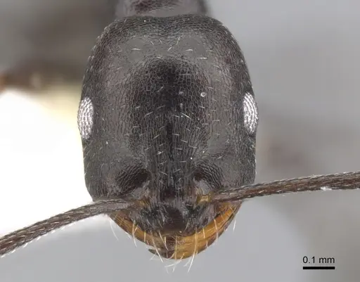 Monomorium mantazenum specimen