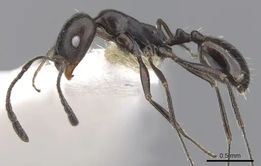 Monomorium mantazenum specimen
