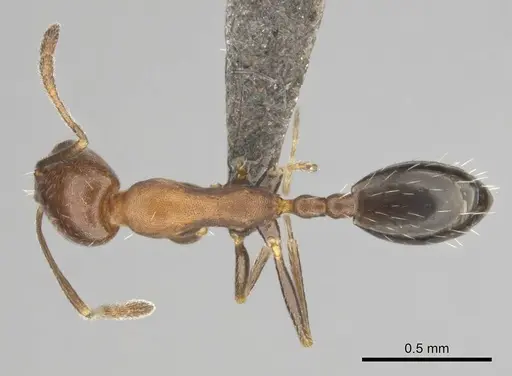 Monomorium marshi specimen