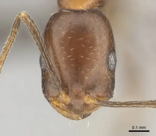 Monomorium marshi specimen