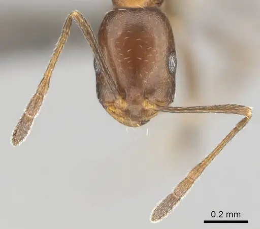 Monomorium marshi specimen