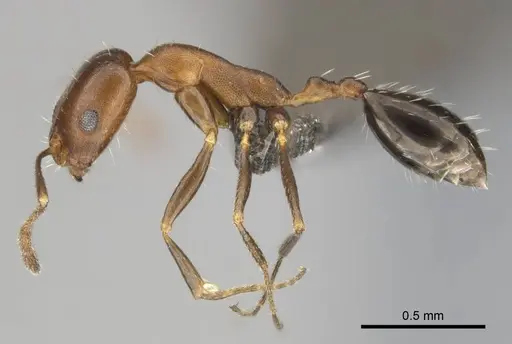 Monomorium marshi - CASENT0814129