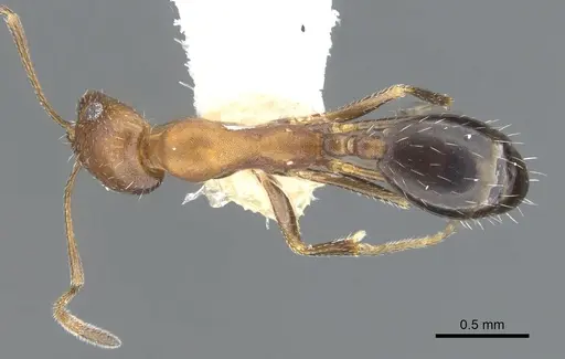 Monomorium marshi - CASENT0903659