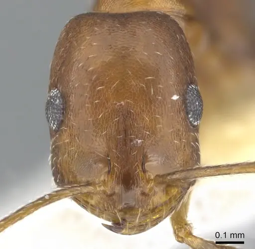 Monomorium marshi - CASENT0903659