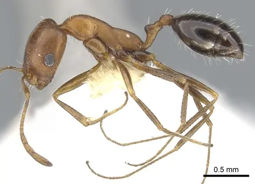Monomorium marshi - CASENT0903659