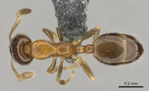 Monomorium mavide specimen