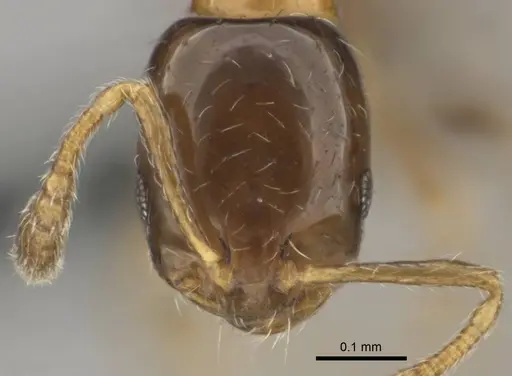 Monomorium mavide specimen