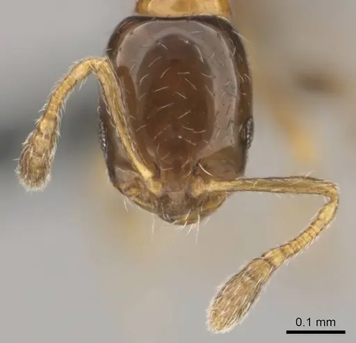 Monomorium mavide specimen