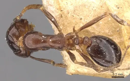 Monomorium medinae specimen