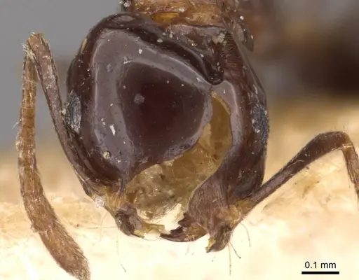 Monomorium medinae specimen