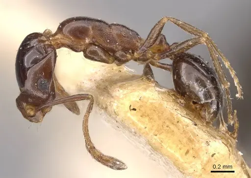 Monomorium medinae specimen