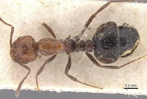 Monomorium medinae - CASENT0913816