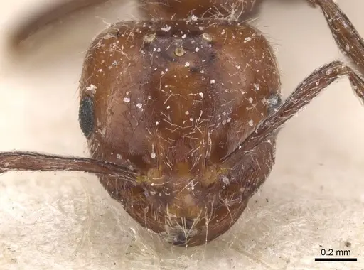 Monomorium medinae - CASENT0913816