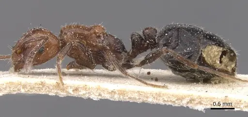 Monomorium medinae - CASENT0913816