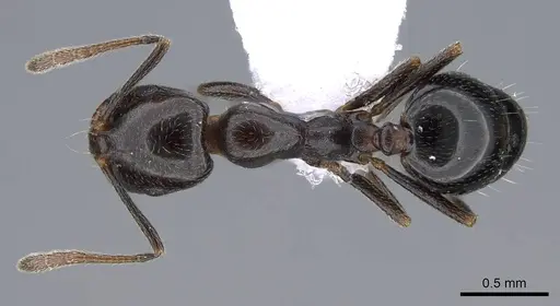 Monomorium medinae - CASENT0914825