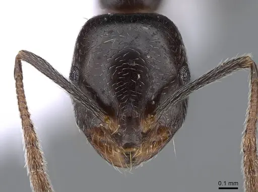 Monomorium medinae - CASENT0914825