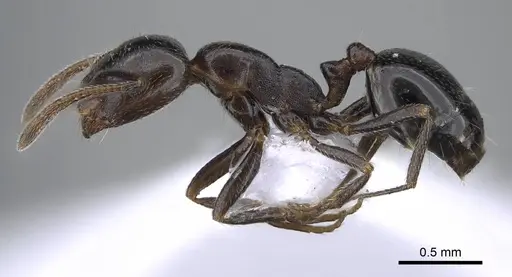 Monomorium medinae - CASENT0914825