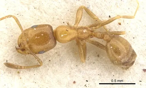 Monomorium mediocre - CASENT0902213