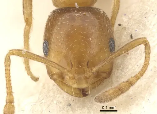 Monomorium mediocre - CASENT0902213