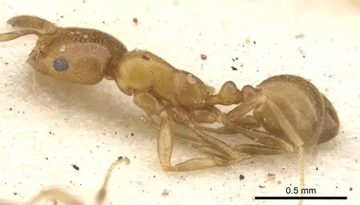 Monomorium mediocre - CASENT0902213