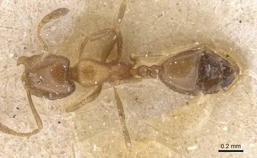 Monomorium mediocre - CASENT0913817