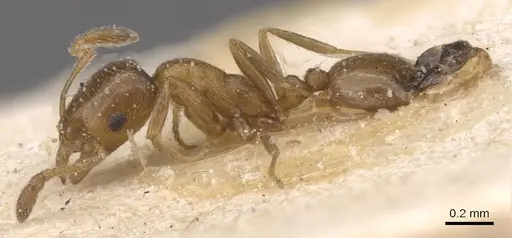 Monomorium mediocre - CASENT0913817