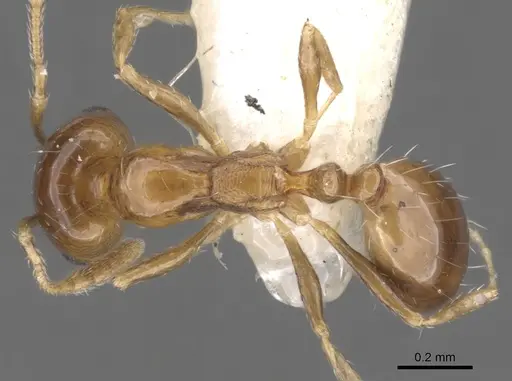 Monomorium megalops specimen