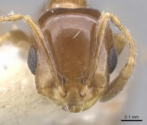 Monomorium megalops specimen