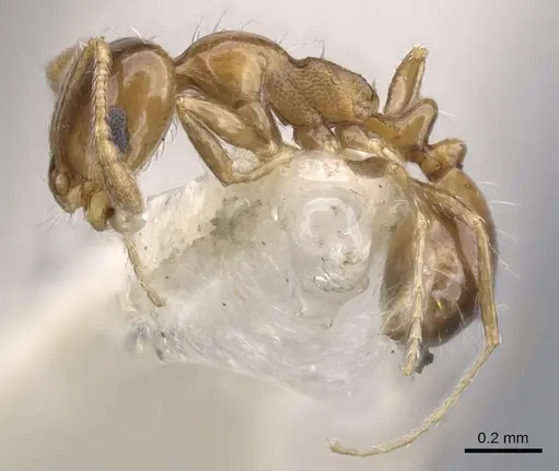 Monomorium megalops specimen