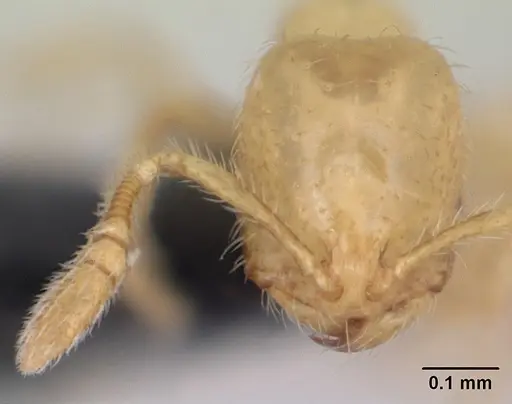 Monomorium micrommaton specimen