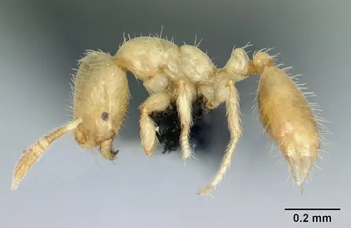 Monomorium micrommaton specimen