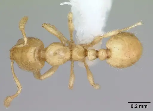 Monomorium micrommaton - CASENT0173599