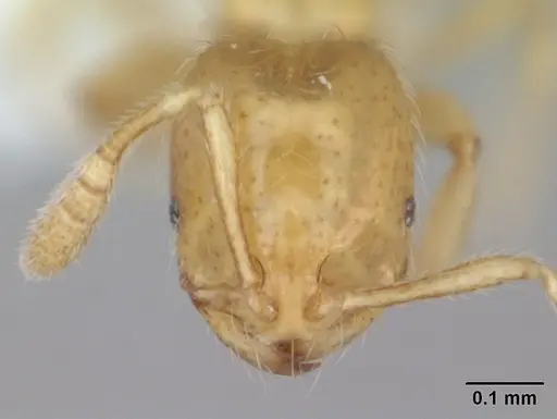 Monomorium micrommaton - CASENT0173599