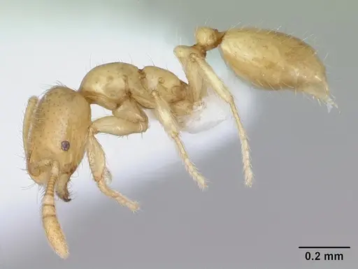 Monomorium micrommaton - CASENT0173599