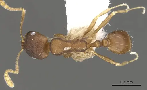 Monomorium micropacum specimen
